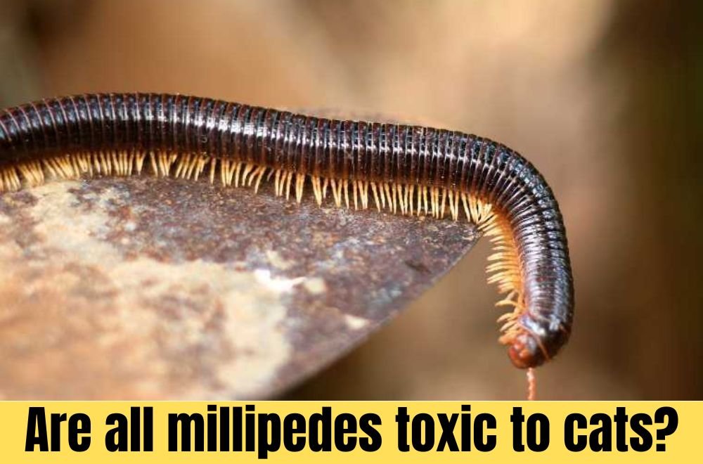 Are all millipedes toxic to cats