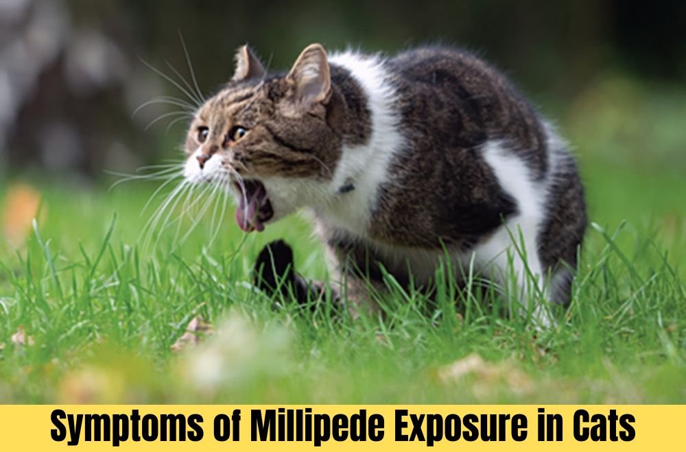 Symptoms of Millipede Exposure in Cats