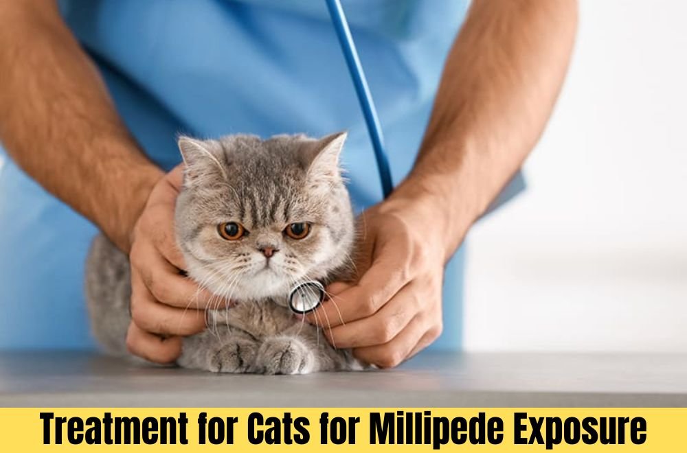 Treatment for Cats for Millipede Exposure