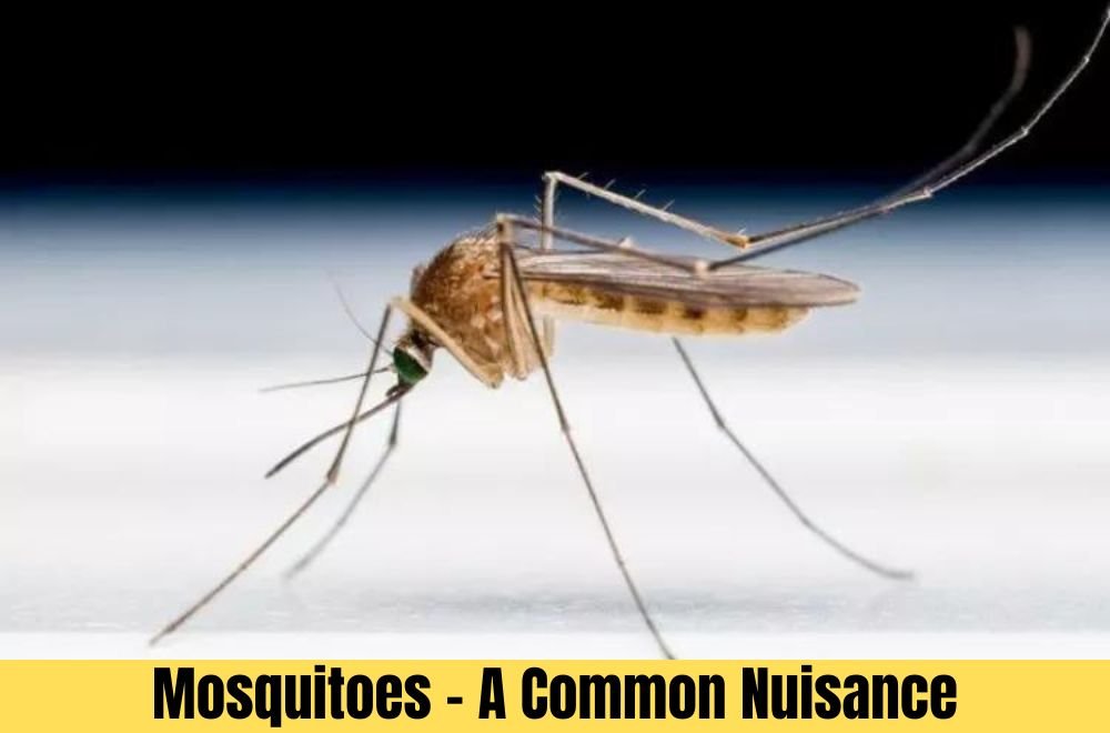 Mosquitoes - A Common Nuisance