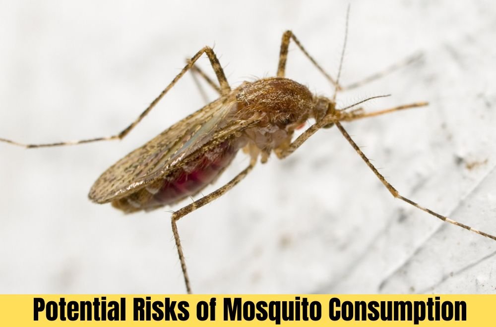 Risks of Mosquito Consumption