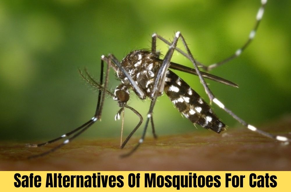 Safe Alternatives Of Mosquitoes For Cats