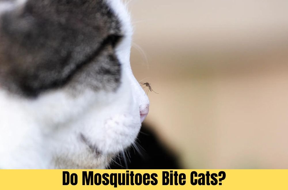 Do Mosquitoes Bite Cats