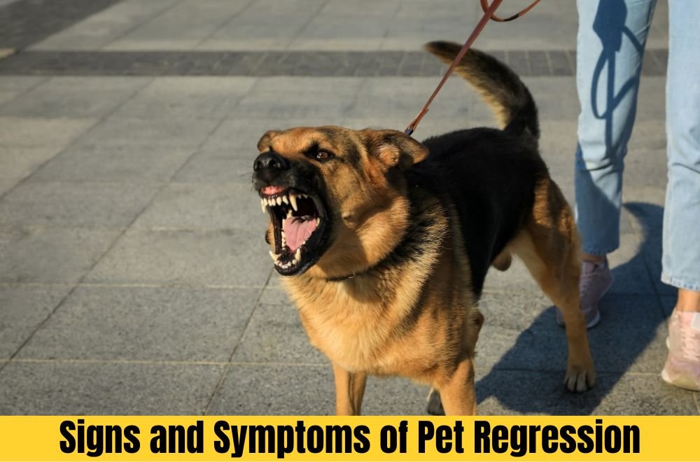 Signs and Symptoms of Pet Regression