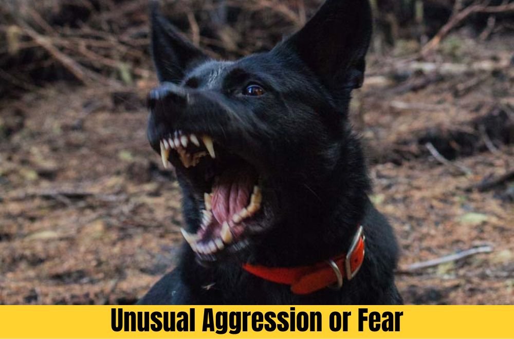 Unusual Aggression or Fear