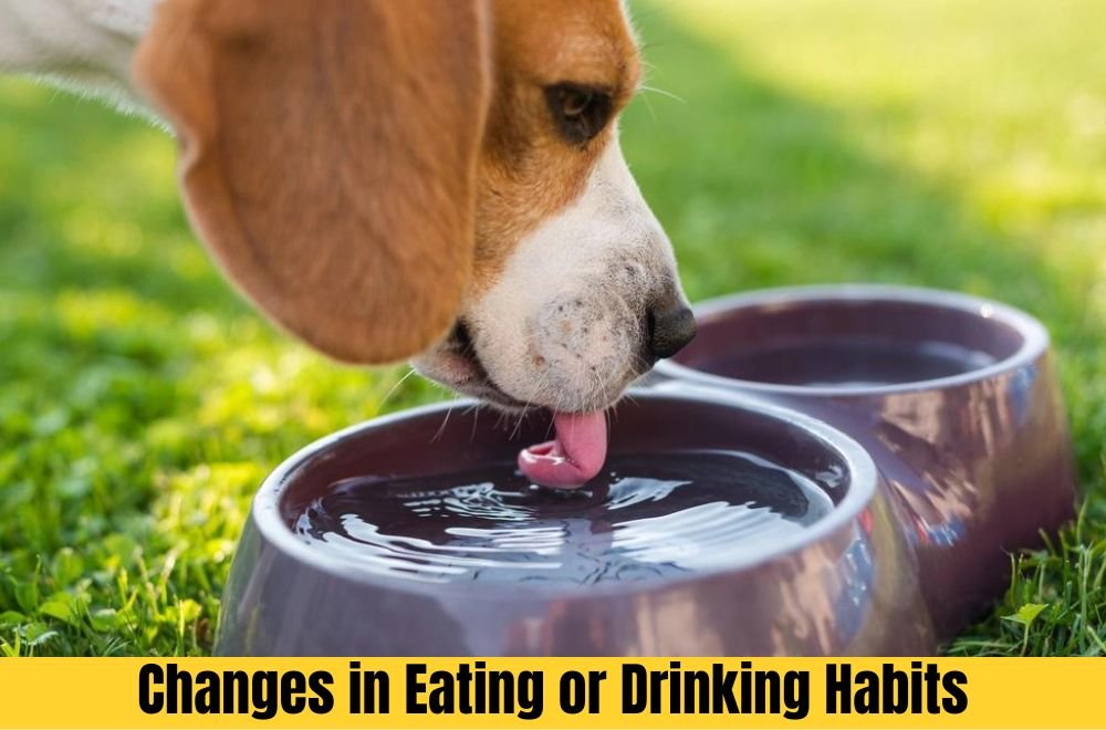 Changes in Eating or Drinking Habits