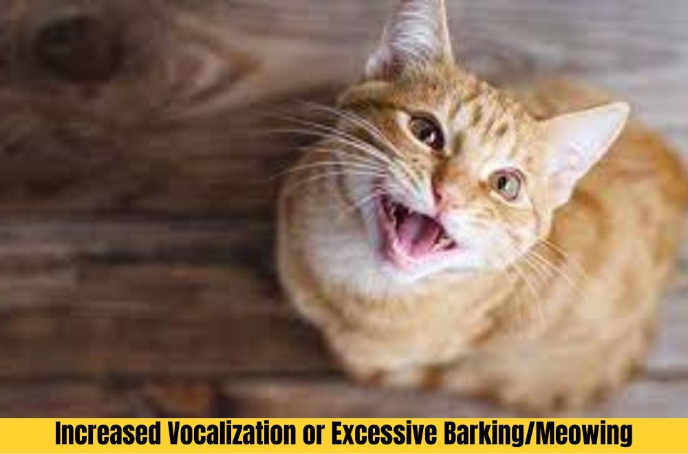 Increased Vocalization or Excessive Barking/Meowing