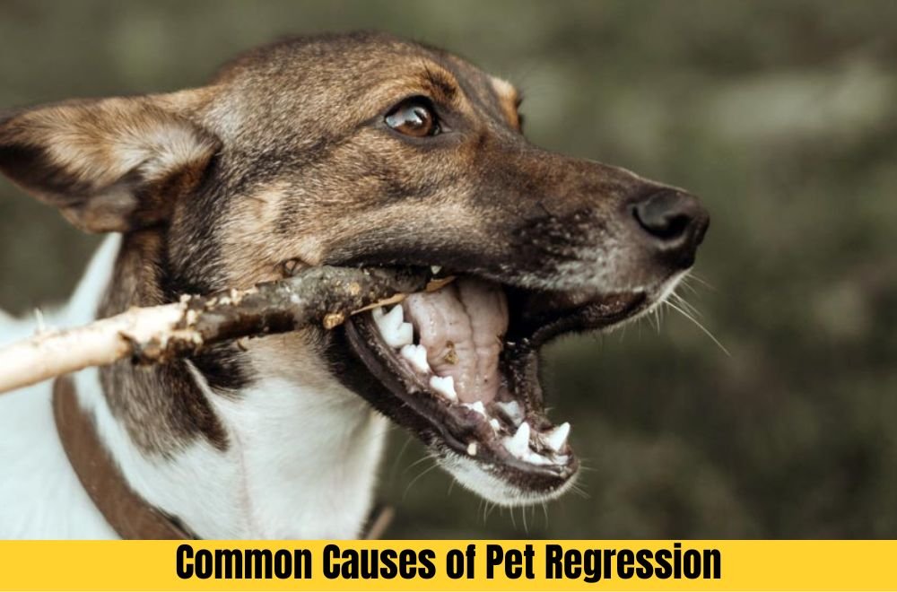 Common Causes of Pet Regression