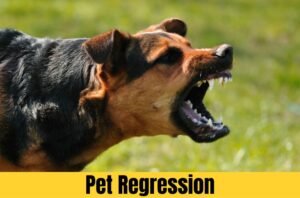 Pet Regression