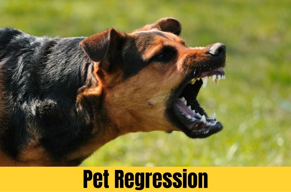 Pet Regression