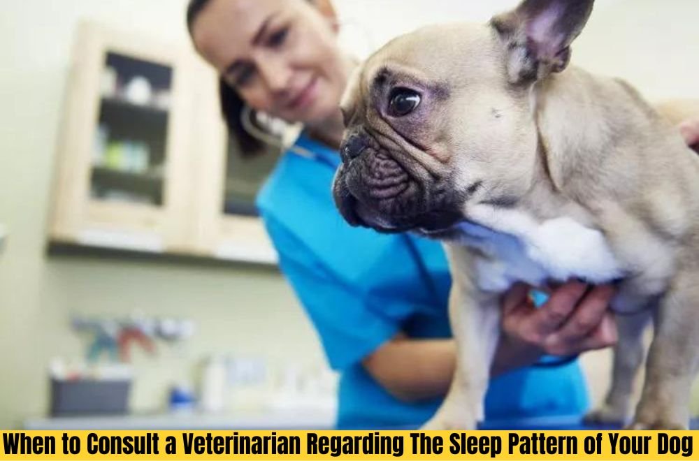 Consult a Veterinarian Regarding The Sleep Pattern of Your Dog