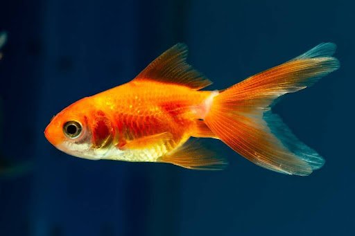 Lionhead Goldfish