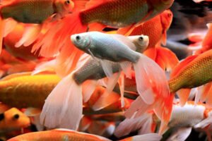 Fancy Goldfish