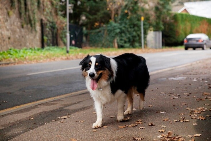 Lost Dog