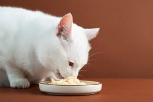 Cat’s Food