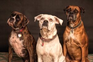 How to Prevent Hip Dysplasia in Dogs
