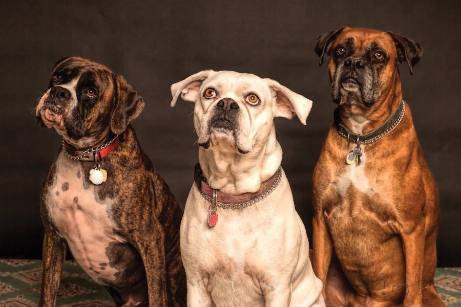 How to Prevent Hip Dysplasia in Dogs