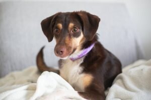 Nutritional Needs of Different Life Stages in Pets