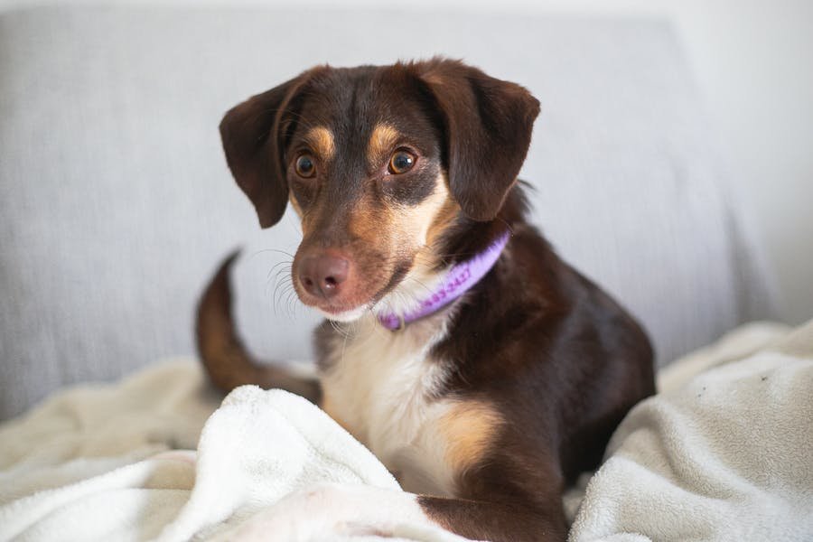 Nutritional Needs of Different Life Stages in Pets
