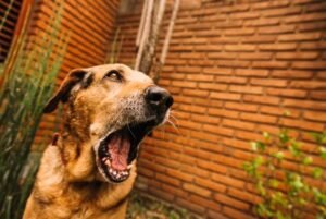 Puppy from Barking