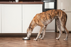 A Pawsitive Approach to Gut Health: Nourishing Treats for Your Furry Friend.