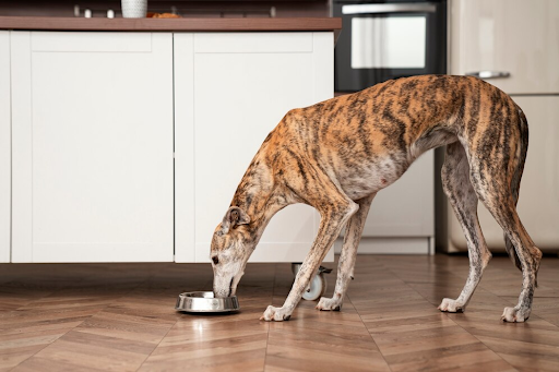 A Pawsitive Approach to Gut Health: Nourishing Treats for Your Furry Friend.