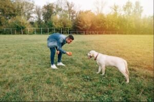 Dog Daycare