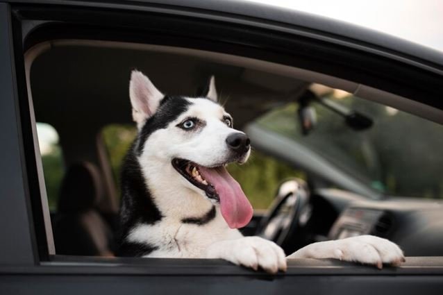 Animal Taxi