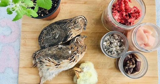 best organic natural cat food