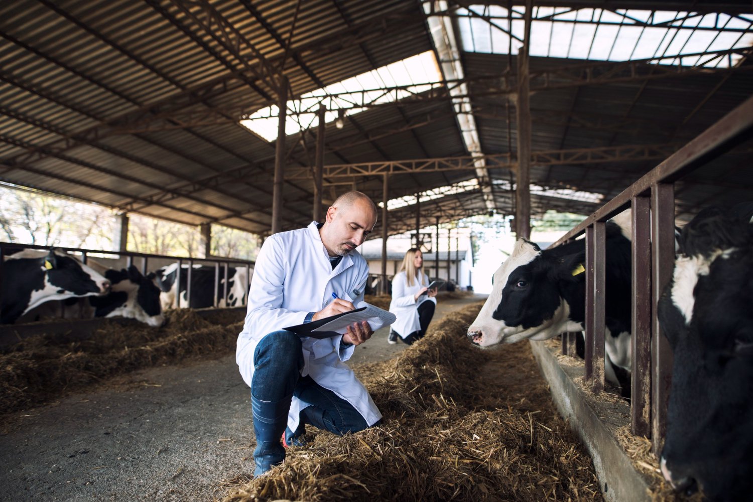 Mobile Livestock Vet Services