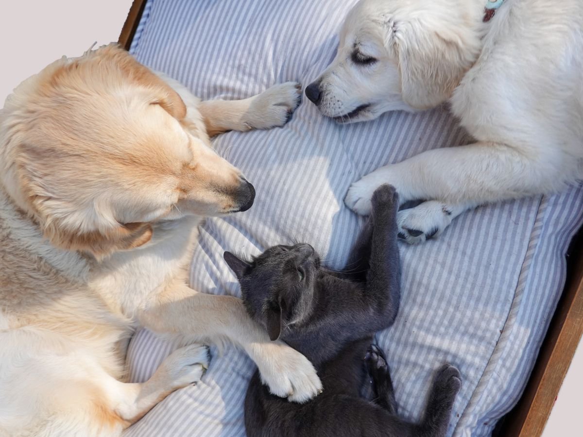 Mobile Dog and Cat Euthanasia Services