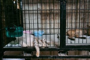 Dog and Cat Sales