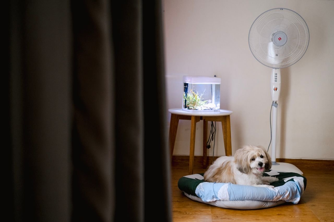 4th of July Pet Safety