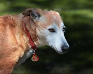 Pet Identification