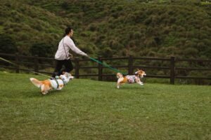 Pet Adoption