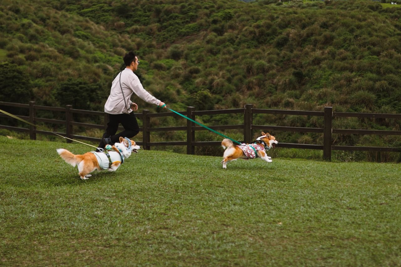 Pet Adoption