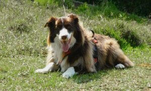 Intelligent Dog Breeds