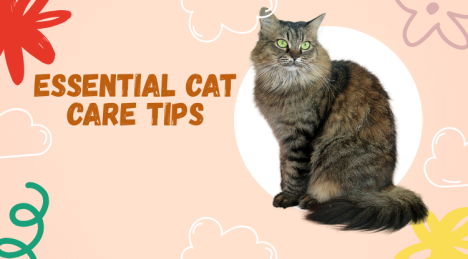 Essential Cat Care Tips for New Cat Owners